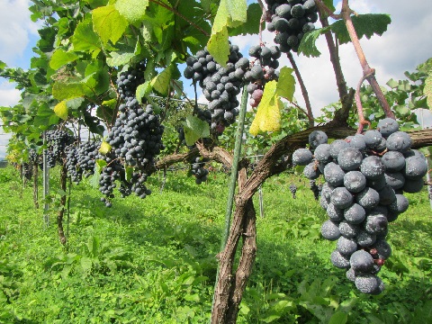 萩野ワイン用ブドウ