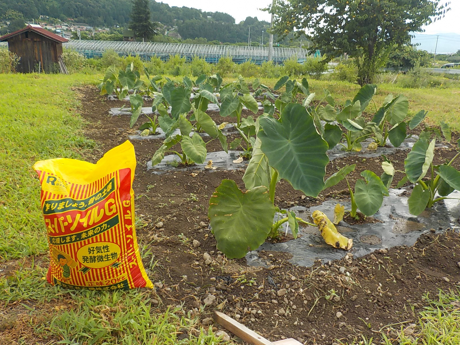 楯岡特別支援学校寒河江校